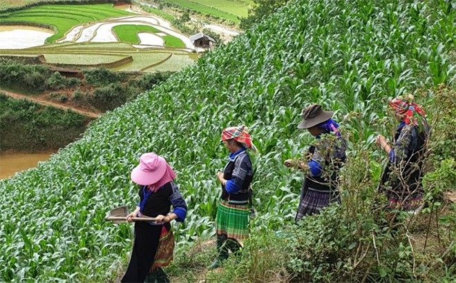 Thay đổi tư duy sản xuất nông nghiệp ở huyện vùng cao Mù Cang Chải