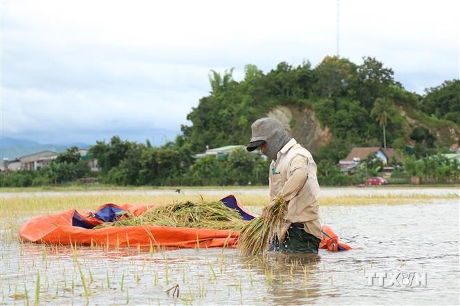 Người dân ở Đắk Lắk gấp rút thu hoạch lúa tránh lụt