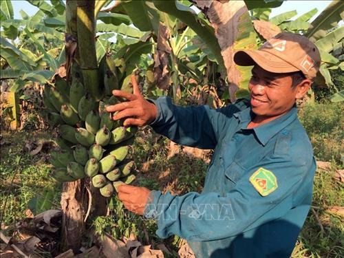 Chăn nuôi kết hợp sản xuất nông nghiệp sạch - mô hình phát triển kinh tế bền vững ở Quảng Nam