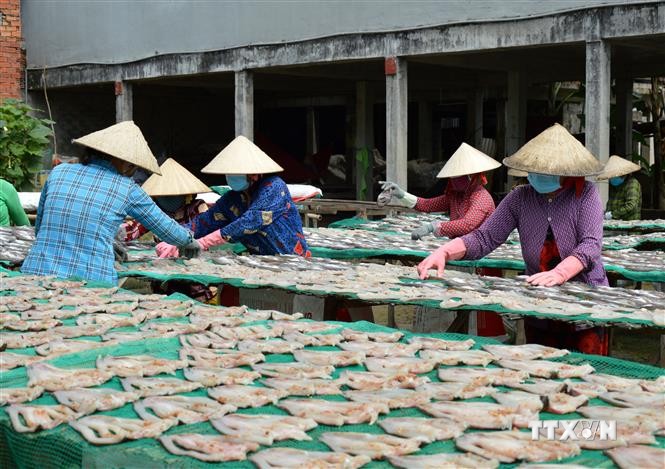 Làng cá khô Phú Thọ rộn ràng vụ Tết