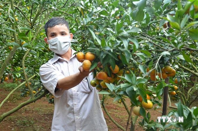 Anh Lương Văn Tưởng ở xã Kiên Thọ, huyện Ngọc Lặc (Thanh Hóa) thực hiện thành công mô hình trồng cam an toàn để vươn lên thoát nghèo với thu nhập 500 triệu/năm. Ảnh: Nguyễn Nam - TTXVN