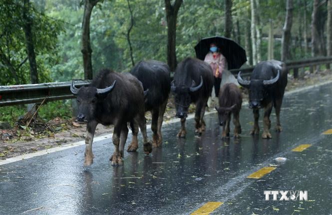 Nông dân vùng cao Lào Cai chủ động đưa đàn gia súc đi tránh rét