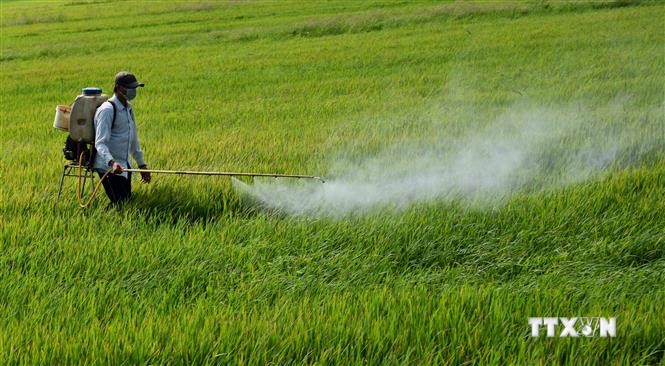 Bình Định phòng trừ sâu bệnh gây hại cho lúa Đông Xuân