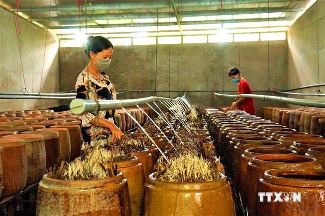 Nghề làm giá đỗ đem về nguồn thu cho chị Nguyễn Thị Hồng Nhung ở quận Ô Môn (Cần Thơ) mỗi năm trên 300 triệu đồng. Ảnh: Thu Hiền - TTXVN