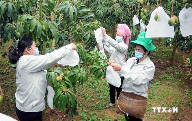 Sơn La nâng cao chất lượng và mẫu mã sản phẩm trái cây xuất khẩu