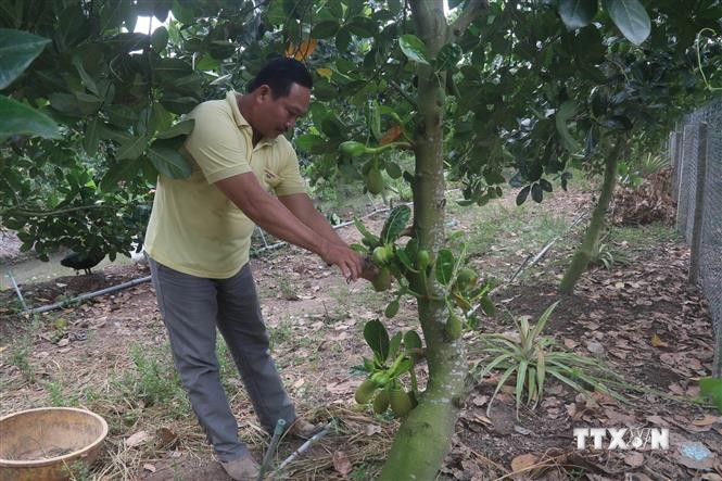 Tiền Giang phát triển vườn cây ăn quả chuyên canh ở vùng sinh thái