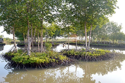 Phát triển nuôi tôm dưới tán rừng ở Cà Mau