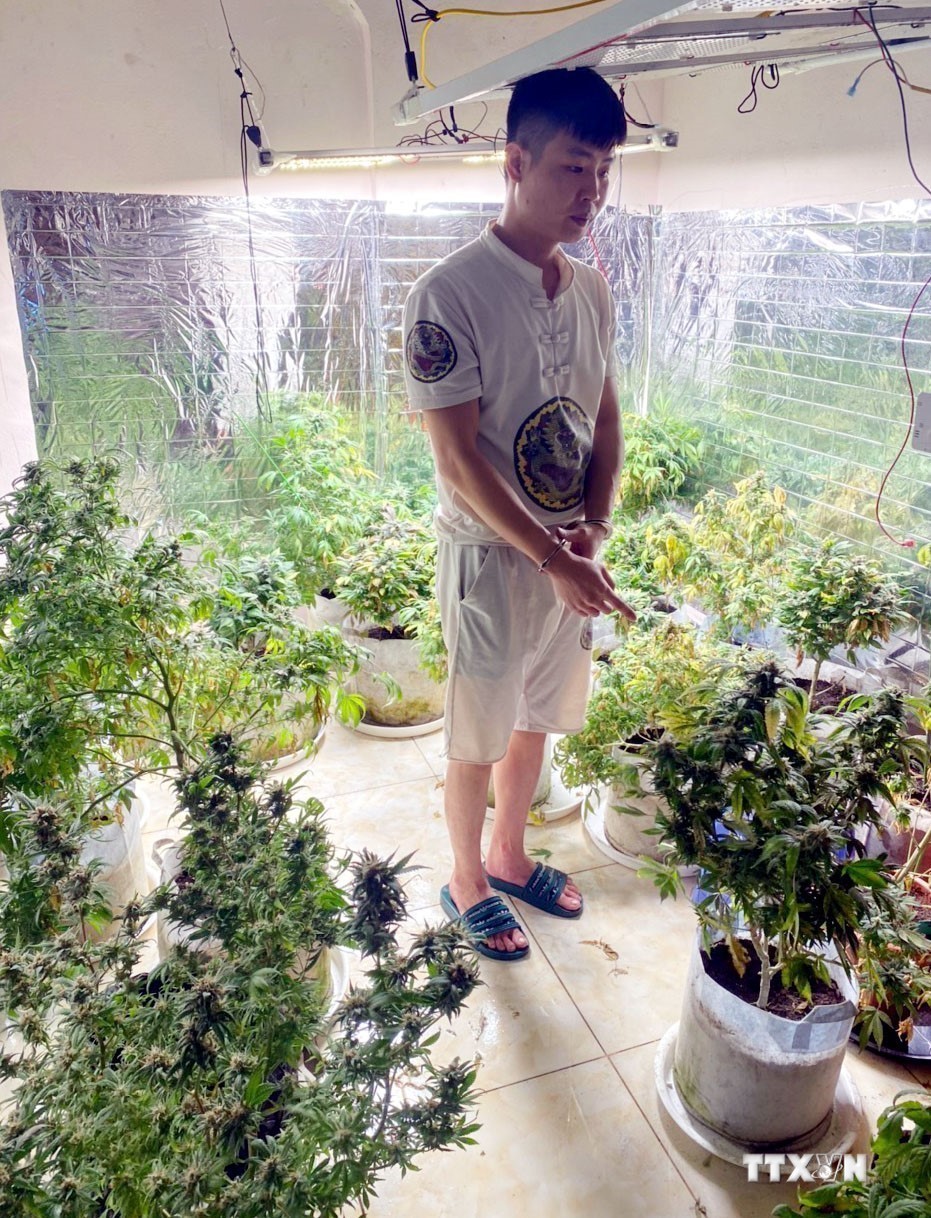 Bắt đối tượng bán cần sa tự trồng ở Quảng Ninh