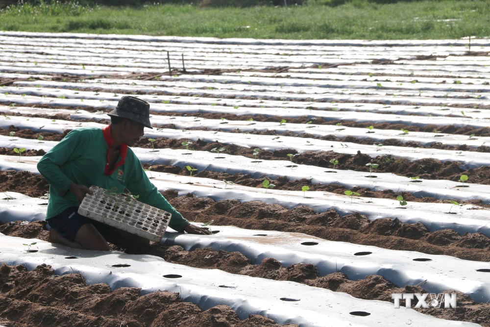 Nông nghiệp Trà Vinh ứng dụng khoa học công nghệ tăng hiệu quả sản xuất từ 2 - 5 lần