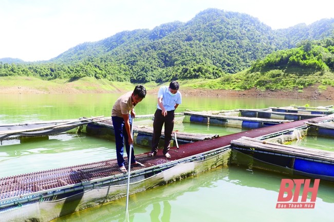 Huyện miền núi xứ Thanh phát triển nghề nuôi cá lồng mặt nước lòng hồ thủy điện