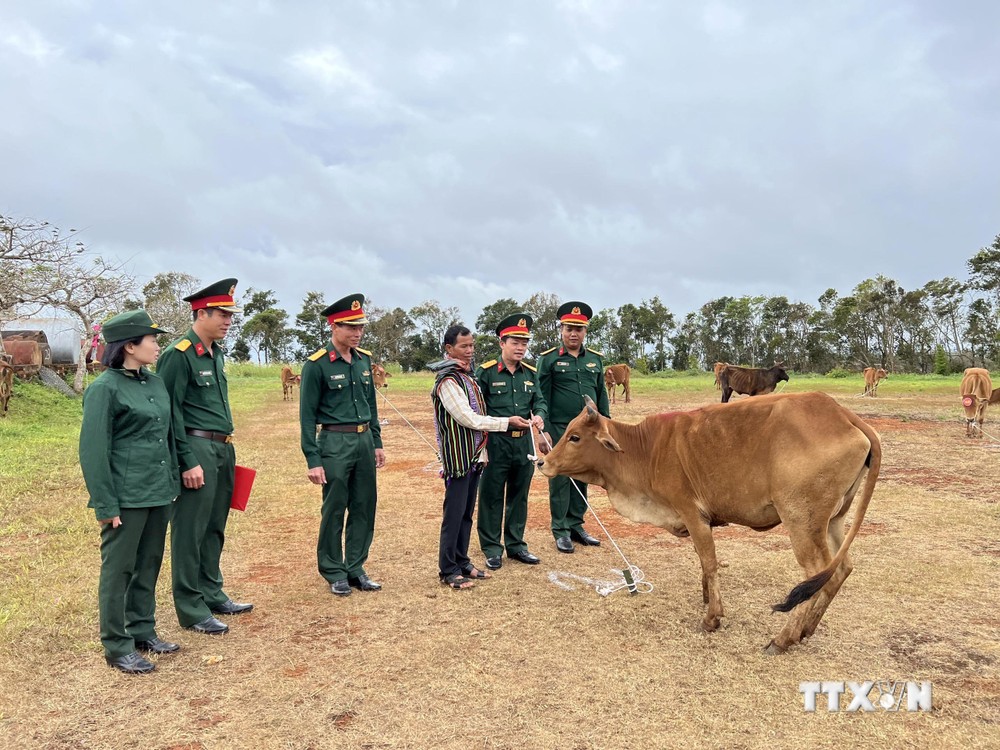 Hỗ trợ bò giống cho hộ nghèo tại Đắk Nông