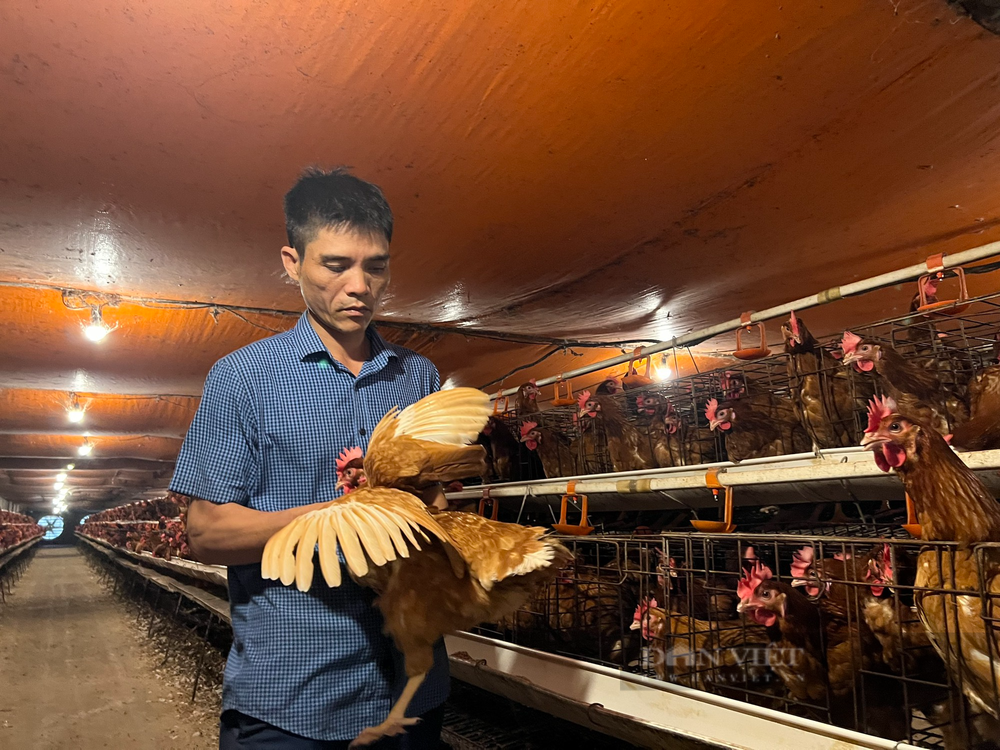 Anh Nguyễn Văn Minh thu 400 triệu đồng/năm từ mô hình gà đẻ trứng an toàn