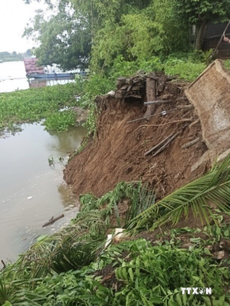 Bờ tây sông Hậu tại xã Quốc Thái, huyện An Phú xảy ra sạt lở với chiều dài khoảng 60 m, ngang khoảng 6 m. Ảnh: TTXVN phát.