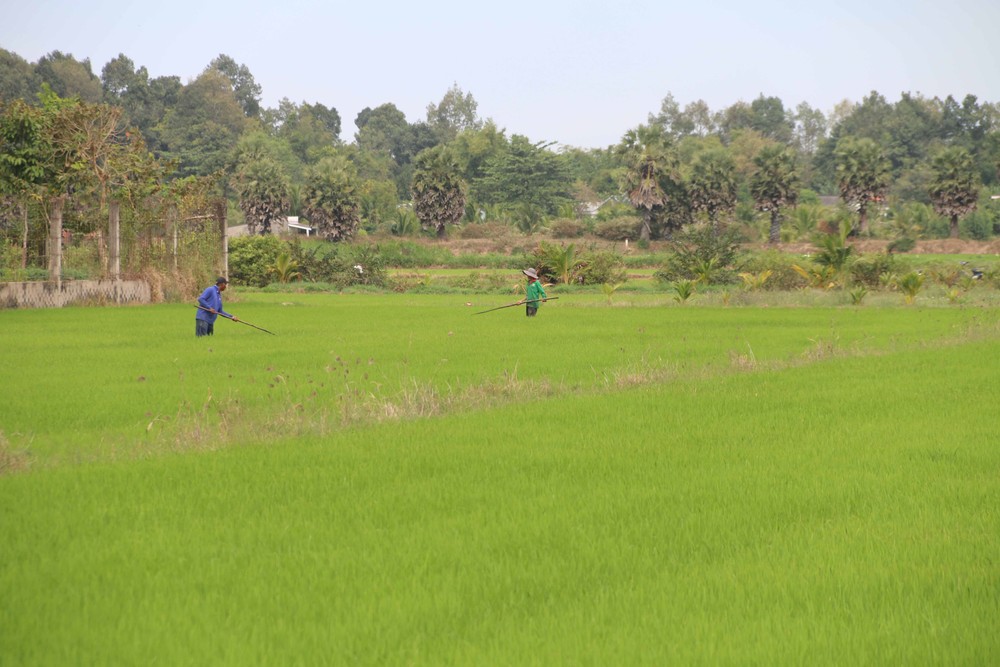 Trà Vinh khuyến khích nông dân sử dụng giống lúa chất lượng cao vụ Hè Thu