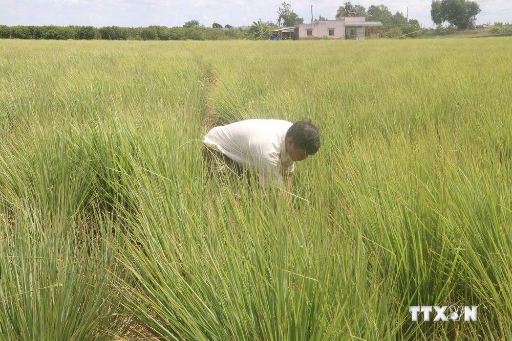 Nông dân ở Tiền Giang chuyển đất lúa một vụ nhiễm mặn sang chuyên canh sả cho hiệu quả cao