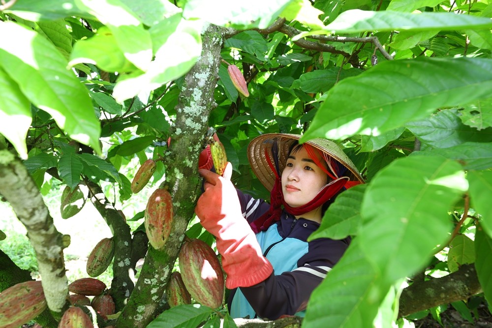 Đắk Lắk phát triển nông sản chủ lực nâng cao đời sống nhân dân