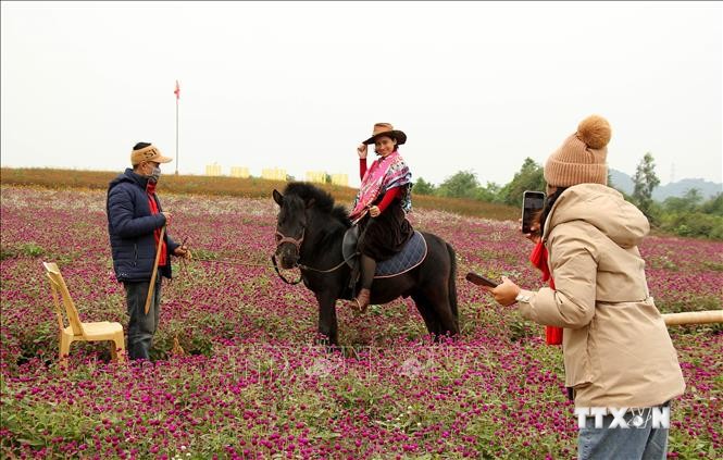 Du khách tạo dáng chụp ảnh lưu niệm tại cánh đồng hoa ở thị xã Thái Hòa (Nghệ An). Ảnh: Văn Tý - TTXVN