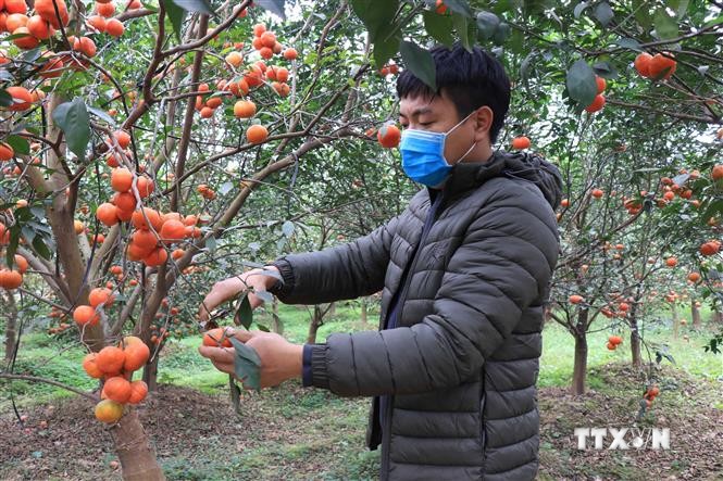 Nông dân Bắc Ninh làm giàu từ trồng cây ăn quả