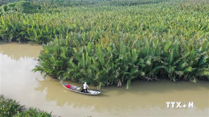 Quảng Ngãi bảo tồn, khai thác bền vững rừng dừa nước