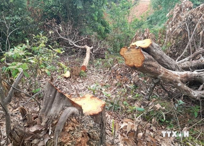 Điện Biên: Rừng Nà Tấu vẫn bị người dân ngang nhiên cưa hạ