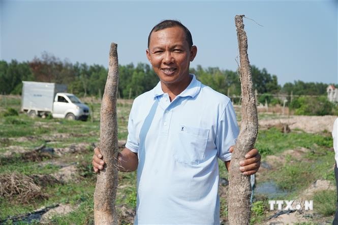 Ông Nguyễn Quốc Tuấn trồng khoai mài có hiệu quả kinh tế cao