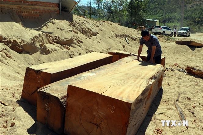 Kon Tum: Phát hiện điểm tập kết gỗ lậu bên bờ sông Đăk Pxi