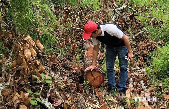 Gia Lai triệt phá vụ khai thác gỗ trái phép quy mô lớn tại rừng giáp ranh
