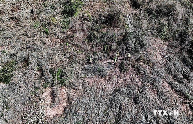 Phát hiện vụ phá rừng phòng hộ quy mô lớn tại Đắk Nông