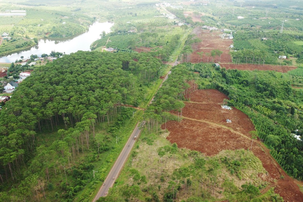 Thu hồi đất rừng bị lấn, chiếm, khôi phục thông xanh ven Quốc lộ 28
