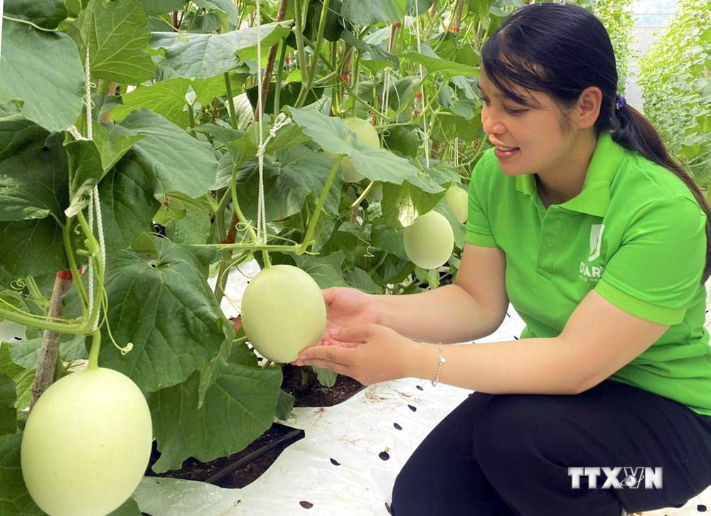Làm giàu từ mô hình sản xuất nông nghiệp hữu cơ tại Quảng Trị 