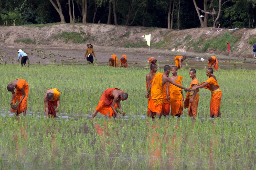 Cấy mạ ruộng chùa