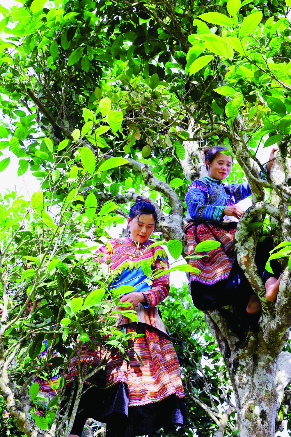 នារីៗ ជនជាតិ ម៉ុង បេះត្រួយតែព្រឹក្សដ៏ចំណាស់