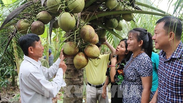 越南茶荣省有机椰子达到国际标准