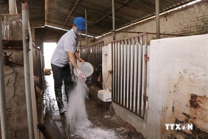 越南20个省市再次爆发非洲猪瘟疫情