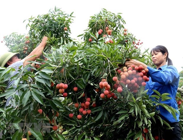 6月3日本专家赴越南对出口到日本的荔枝进行检查