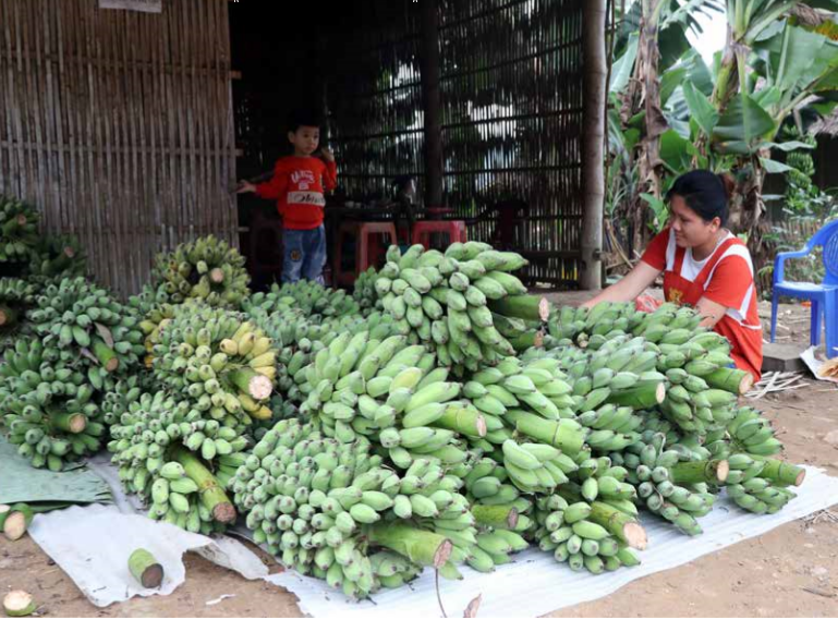 发展芭蕉种植业 力求取得较好经济效益