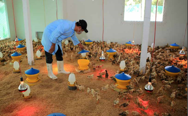 承天顺化省朝生物安全方向 发展家禽养殖业