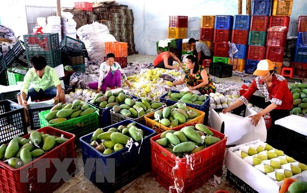 2020年上半年越南蔬果出口额达到15亿美元