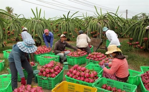 实现市场多样化 越南水果出口的可持续发展方向
