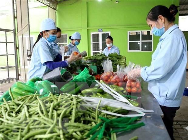 柬埔寨仍未发布任何关于禁止进口越南蔬果的通知