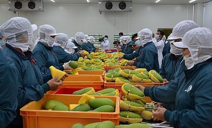 越南蔬果对“荷刻”市场的出口增长良好