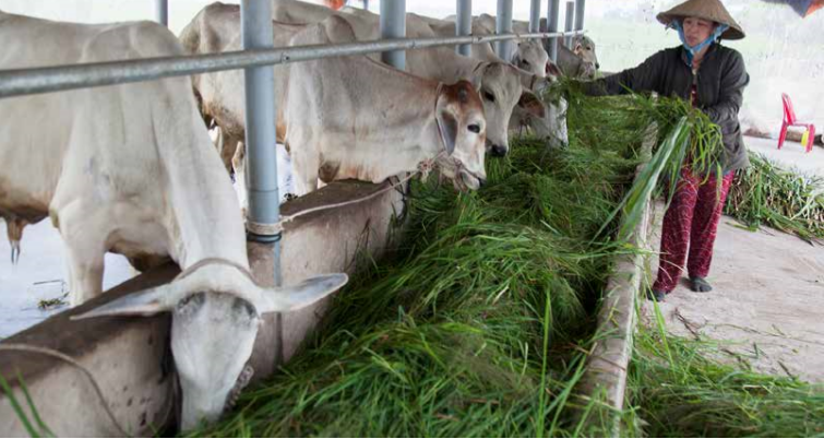 肉牛养殖模式的经济效益