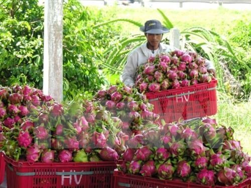 今年前5月越南对泰国的农产品出口额猛增