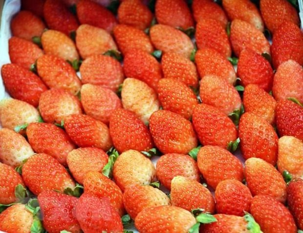 林同省公安查获一批来历不明的草莓运往大叻市销售