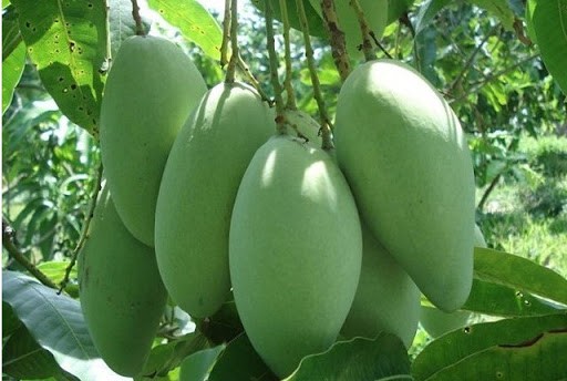 越南未成熟芒果在澳大利亚市场上越来越受欢迎