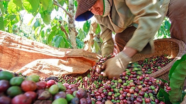越南农产品颇受阿尔及利亚消费者的青睐