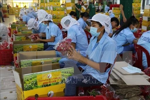 美国水果出口检疫专家将于9月2日抵达越南进行水果检疫