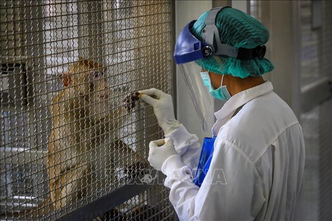 泰国新冠疫苗在小鼠和猴子身上实验取得成功 印尼拟免费向民众提供新冠疫苗