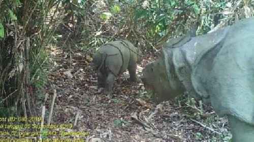  印尼发现两只稀有的爪哇犀牛