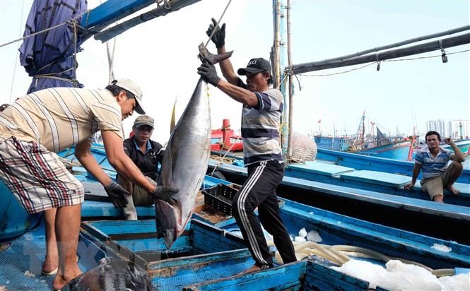 越南金枪鱼出口欧洲的大门敞开